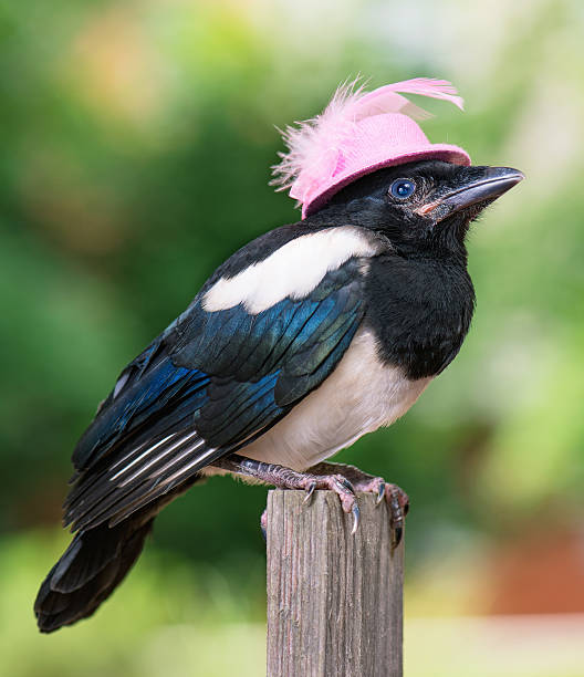 uccello con cappello rosa - gazza ladra foto e immagini stock