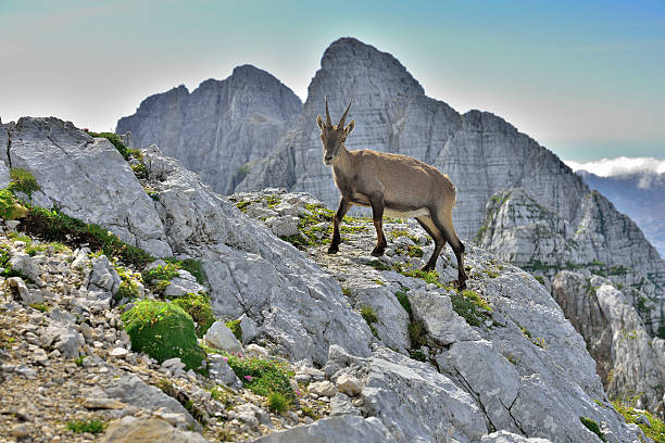 istock Alpine ibex (Cima di Terra Rossa 2420m) Tarvisio /Italy 593302028