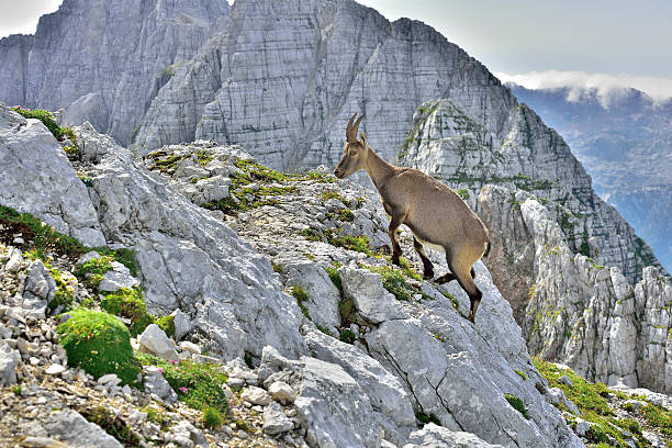 istock Alpine ibex (Cima di Terra Rossa 2420m) Tarvisio /Italy 593302080