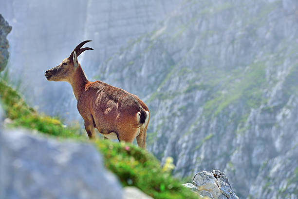 istock Alpine ibex (Cima di Terra Rossa 2420m) Tarvisio /Italy 593302382
