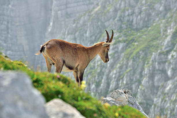 istock Alpine ibex (Cima di Terra Rossa 2420m) Tarvisio /Italy 593302392