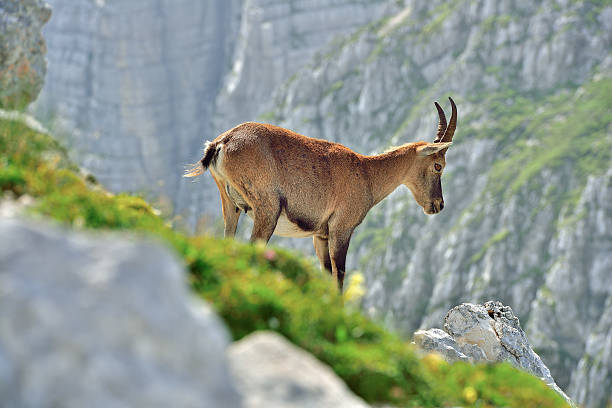 istock Alpine ibex (Cima di Terra Rossa 2420m) Tarvisio /Italy 593302422