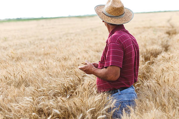 istock Senior farmer in a field examining crop. 593302476