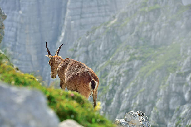 istock Alpine ibex (Cima di Terra Rossa 2420m) Tarvisio /Italy 593302584