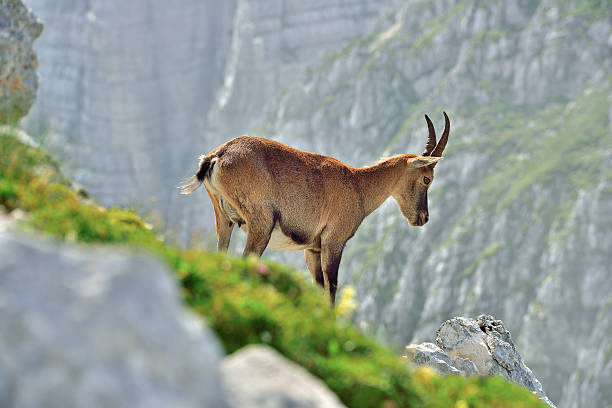 istock Alpine ibex (Cima di Terra Rossa 2420m) Tarvisio /Italy 593302598