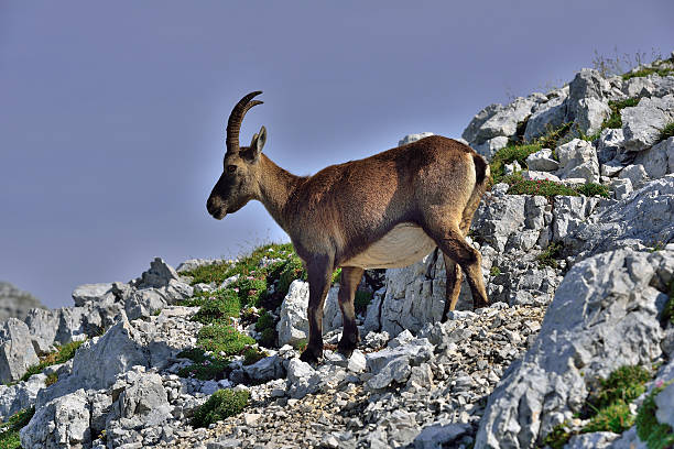 istock Alpine ibex (Cima di Terra Rossa 2420m) Tarvisio /Italy 593302754