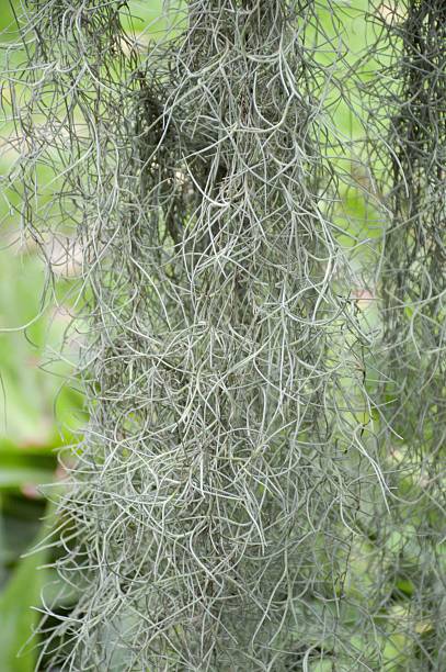 istock Tillandsia usneoides plants 593302780