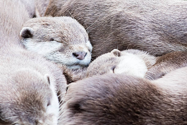 A wild Eurasian otter (Lutra lutra) on the Island of Mull, Scotland