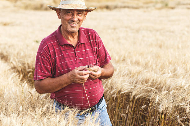 istock Senior farmer in a field examining crop. 593303082