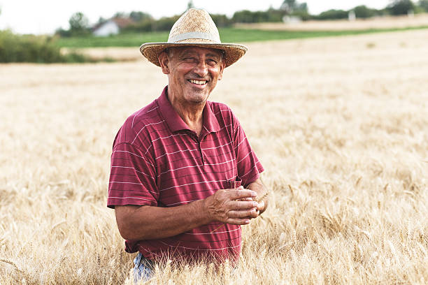 istock Senior farmer in a field examining crop. 593303224