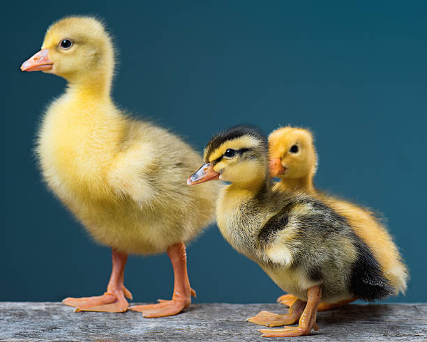 istock Cute little newborn birds 593303268