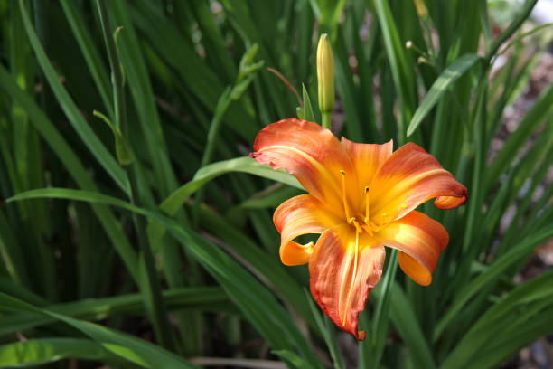istock Orange day lily in garden 593303340