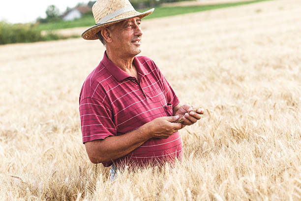 istock Senior farmer in a field examining crop. 593303380
