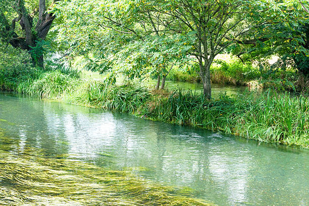 istock River of a water plant 593303442