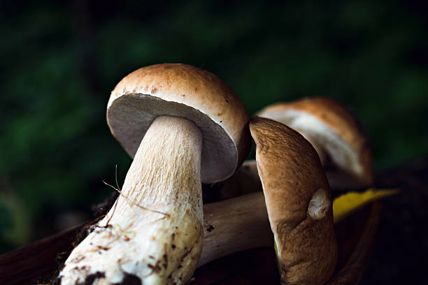 istock Porcini mushroom in the forest 593304550