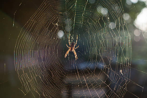 istock spider at the gossamer in sunset evening 593305172
