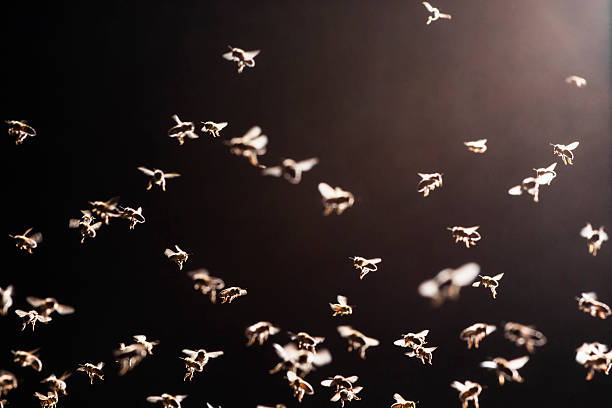 swarm of bees flies over the open evidence - swarm of bees imagens e fotografias de stock