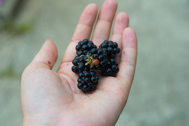 istock Ripe blackberry in woman hands 593305792