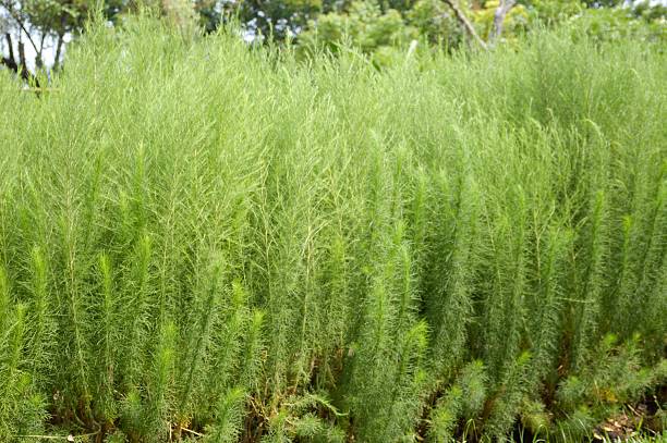 istock Asparagus racemosus plants in nature garden 593306018