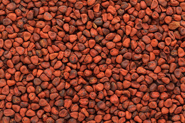 semillas orgánicas secas de achiote (bixa orellana). - achiote fotografías e imágenes de stock