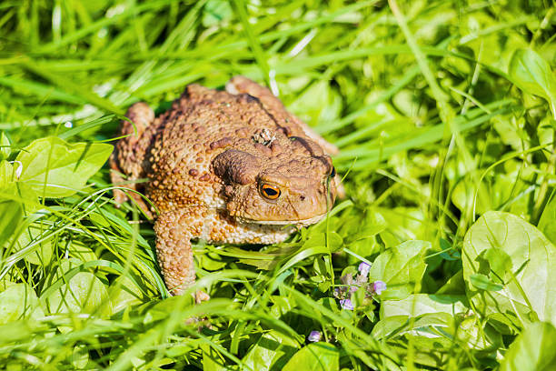 istock Big toad with brown spotted skin sitting in green grass 593306188