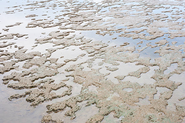 istock Mud shore seascape wet land. 593306706