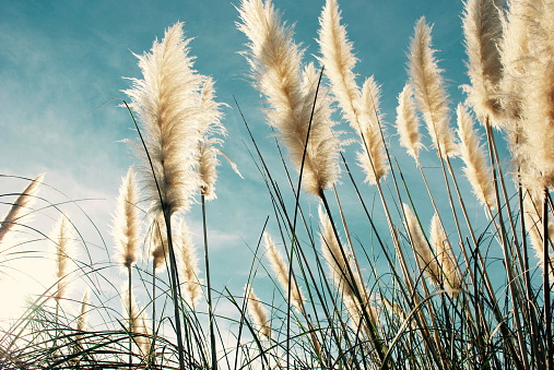 NZ native 'Toitoi' or 'Toetoe' grass heads blowing in the breeze, the background a classic blue late summer sky. The name 'Toetoe' comes from the Māori language. It is a member of the Cortaderia fulvida genus.