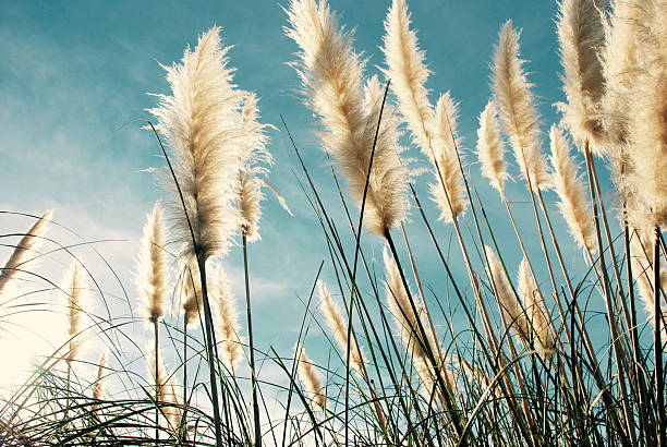 New Zealand native 'Toitoi' or 'Toetoe' Grass NZ native 'Toitoi' or 'Toetoe' grass heads blowing in the breeze, the background a classic blue late summer sky. The name 'Toetoe' comes from the Māori language. It is a member of the Cortaderia fulvida genus. pampas photos stock pictures, royalty-free photos & images