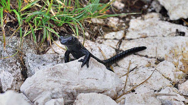 Salamander (Urodela, vertebrates) in the Julian Alps stock photo