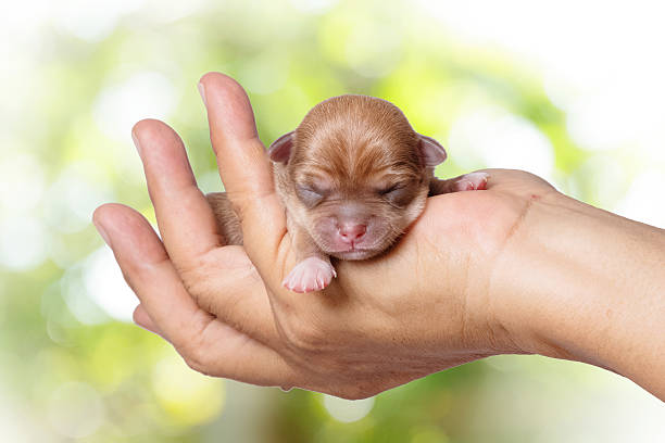 Newborn Chihuahua Puppy In The Caring Hands Stock Photo Download Image Now Animal Cute Day iStock