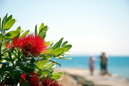 A Close-Up of the Pohutukawa flower (Metrosideros excelsa). This New Zealand coastal tree is known as the New Zealand Christmas Tree due to the profusion of crimson flowers it bears about Christmas time.