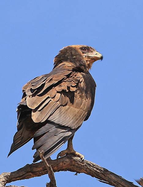 Brown Snake Eagle perched on a dead branch Brown Snake Eagle perched on a dead branch with a natural blue sky background brown snake eagle stock pictures, royalty-free photos & images