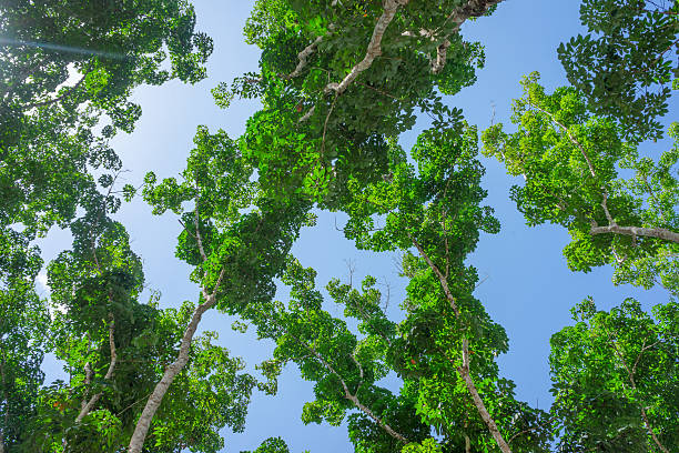 cime degli alberi con foglie verdi e cielo blu - treetop sky tree tree canopy foto e immagini stock