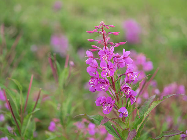 Fireweed blooms in summer plateau stock photo
