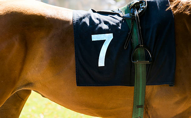 Courses de chevaux, gros plan sur le cheval brun avec le numéro 7 - Photo