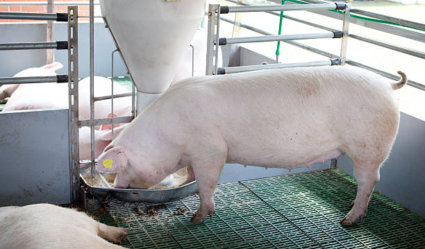 Domestic pig eating from self feeder Landrace pig eating from plastic hog feeder on modern plastic flooring on ranch sow pig stock pictures, royalty-free photos & images