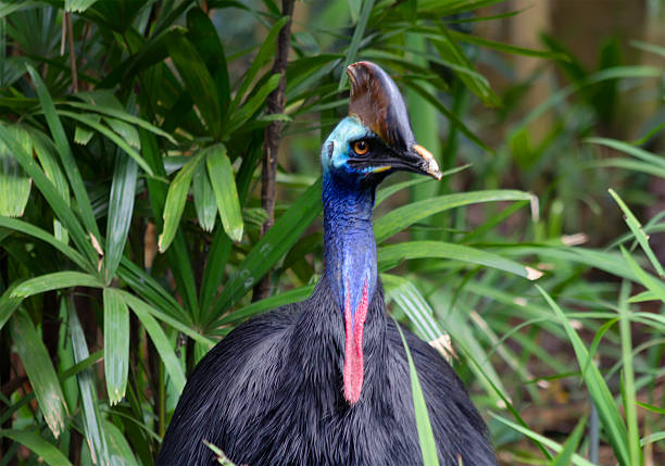 il casuario - beak bird blue cassowary foto e immagini stock