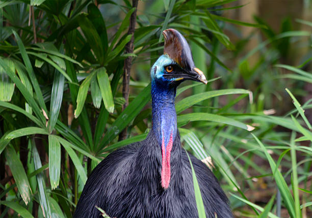 kazuiskowa - beak bird blue cassowary zdjęcia i obrazy z banku zdjęć