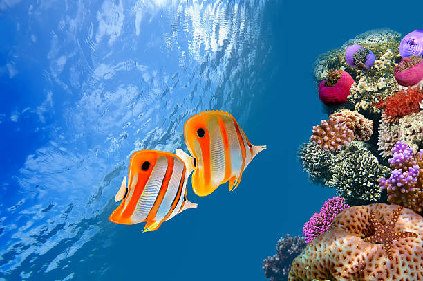 arrecife de coral y pez mariposa copperband (chelmon rostratus) - copperband butterflyfish fotografías e imágenes de stock