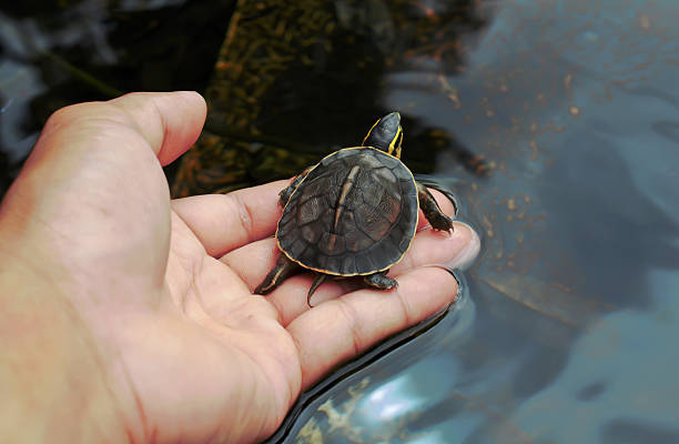 istock Olive baby turtle in human hand, Small turtle Hand holding newly hatched baby turtle 593310078