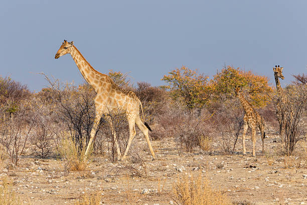 istock Giraffe of Etosha 593310822