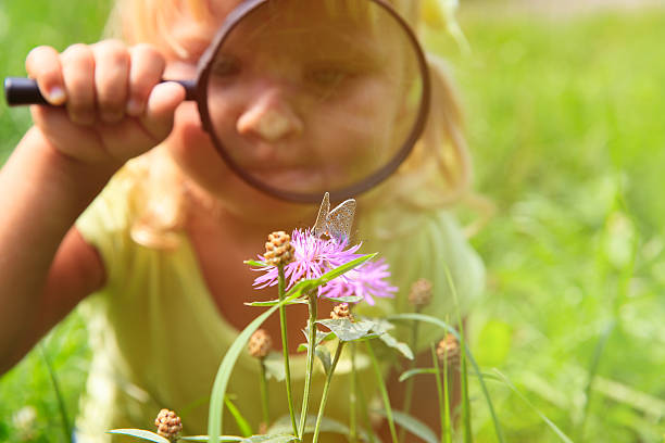 istock Little girl examining batterfies on flower using magnifying glass 593311374