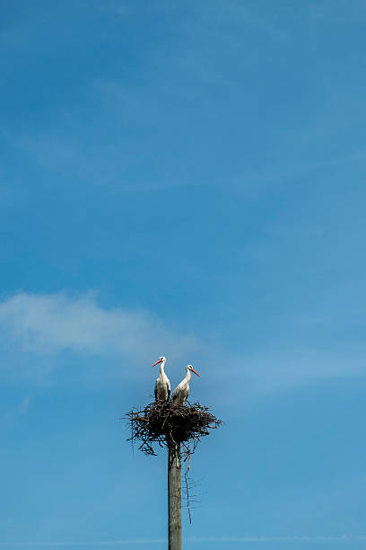 istock couple of storks in a nest in Spain 593312650