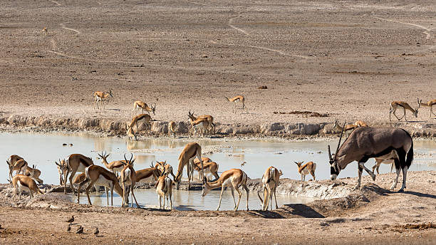 istock Oryx and impalas of Etosha national park 593313114
