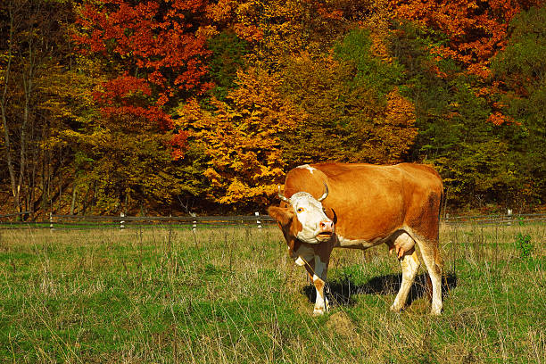 Single cow moos near colorfull Autumnal forest. nature background.