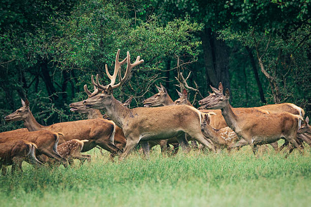 istock Herd of deers 593314994