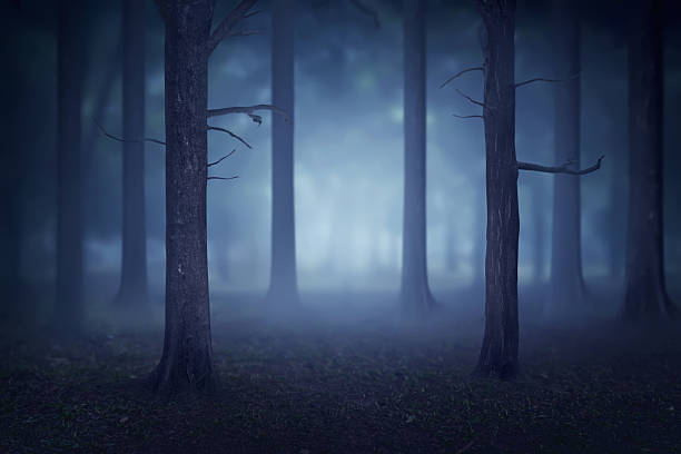 istock Forest with lots of trees and fog 593316588