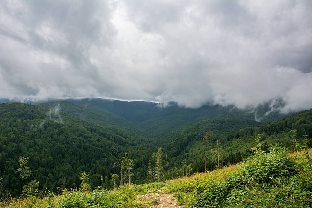 istock Evaporation over the forest after rain in the Carpathians 593317494