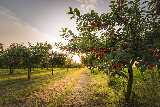 kirschen auf der obstgarten baum - orchard stock-fotos und bilder