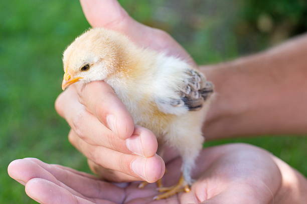 istock Baby chicken in persons hands 593317756